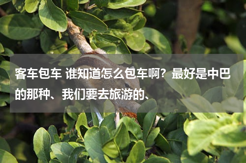 客车包车 谁知道怎么包车啊？最好是中巴的那种、我们要去旅游的、